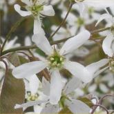 Amelanchier Canadensis
