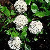 Viburnum Burkwoodii Anne Russell
