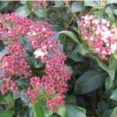 Viburnum Tinus Gwellian Viburnum Tinus Gwellian