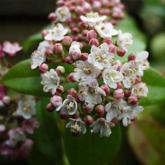 Viburnum Tinus Eve Price
