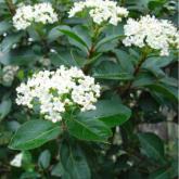 Viburnum Tinus Viburnum Tinus