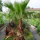 Washingtonia Filifera