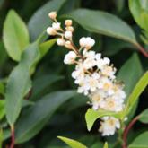 Prunus Lusitanica Angustifolia