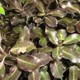 Pittosporum Tenuifolium Purpureum