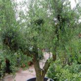 Olea Europea