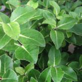 Pittosporum Tenuifolium Margaret Turnbull