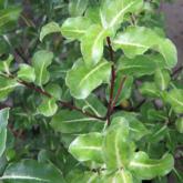 Pittosporum Tenuifolium Abbotsburry Gold Pittosporum Tenuifolium Abbotsburry Gold