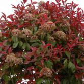 Photinia X Fraseri Red Robin
