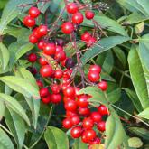 Nandina Domestica