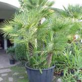 Chamaerops Humilis