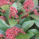 Skimmia Rubella