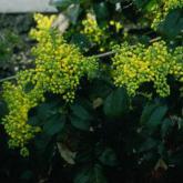 Mahonia Aquifolium Smaragd