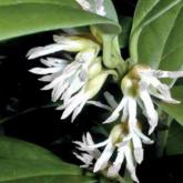 Sarcococca Ruscifolia