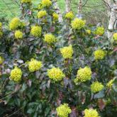Mahonia Aquifolium Apollo