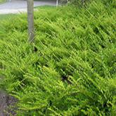 Lonicera Nitida Maigrum