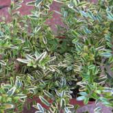 Lonicera P. Lemon Beauty