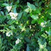 Ligustrum Ovalifolium