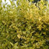 Ligustrum Ovalifolium Aureum