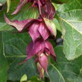 Leycesteria Purple Rain