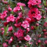 Leptospermum