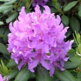 English Roseum