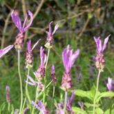 Lavandula Stoechas