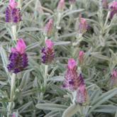 Lavandula Anouk