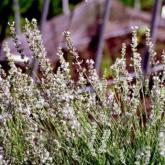 Lavandula Angustifolia Edelweiss