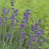 Lavandula Dwarf Blue