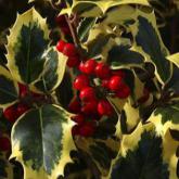Ilex Aquifolium Mme Briot