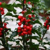Ilex Meserveae Blue Princess