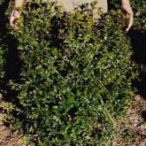 Ilex Meserveae Blue Prince