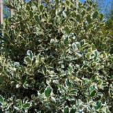 Ilex Aquifolium Argentea Marginata