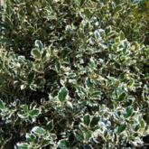 Ilex Aquifolium Ferox Variegata