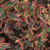 Hypericum Moserianum Tricolor