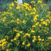 Hypericum Erectum Gemo