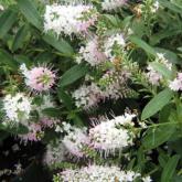 Hebe Nicola's Blush