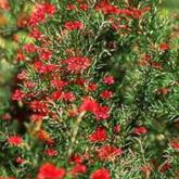 Grevillea Juniperiana
