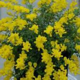 Genista Racemosus