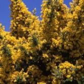 Genista Porlock Genista Porlock