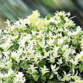 Euonymus Japonicus Pierrolino