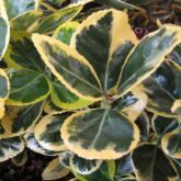 Euonymus Japonicus Marieke