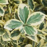 Euonymus Japonicus Silver King