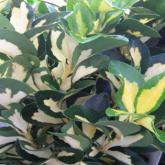 Euonymus Japonicus Luna
