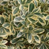 Euonymus Japonicus Bravo Euonymus Japonicus Bravo