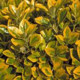 Euonymus Japonicus Aureomarginatus Euonymus Japonicus Aureomarginatus