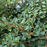 Cotoneaster Streibs Findling