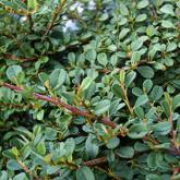 Cotoneaster Streibs Findling Cotoneaster Streibs Findling