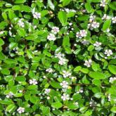 Cotoneaster Damneri Skogholm