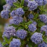 Ceanothus Blue Mound Ceanothus Blue Mound